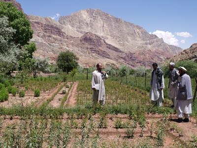 afghanistan pepinieres bamyan 