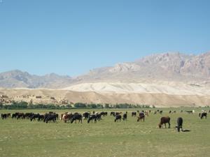 pâturages Afghanistan bamyan 
