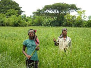 bangladesh agriculture