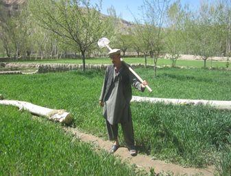 afghanistan champ blé