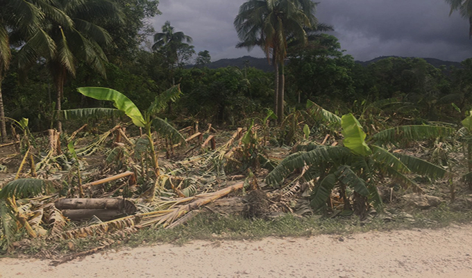 Haïti destruction bananeraies