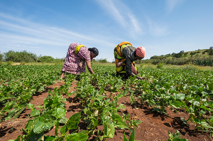 agriculture Kenya